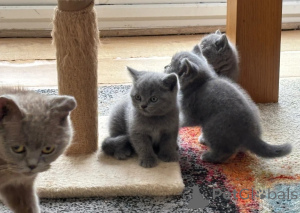 Photo №1. british shorthair - à vendre en ville de Vienne | 400€ | Annonce № 173500