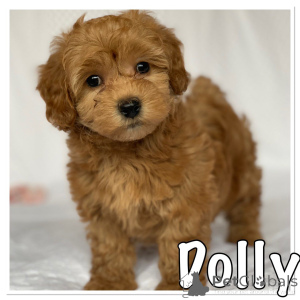 Photo №1. bichon havanais - à vendre en ville de Brondby | 500€ | Annonce №167506