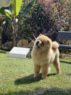 Photo №4. Je vais vendre chow-chow en ville de Belgrade. éleveur - prix - négocié