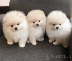 Photo №1. spitz nain - à vendre en ville de Charleroi | Gratuit | Annonce №167875