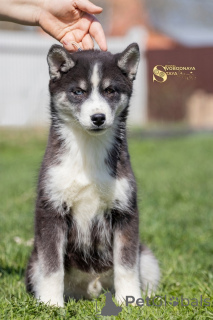 Photo №1. husky de sibérie - à vendre en ville de Москва | négocié | Annonce №139111