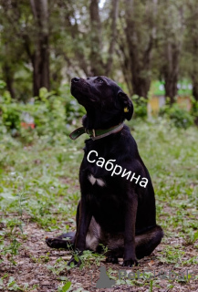 Photo №3. Nous recherchons un foyer pour Sabrina !. Fédération de Russie