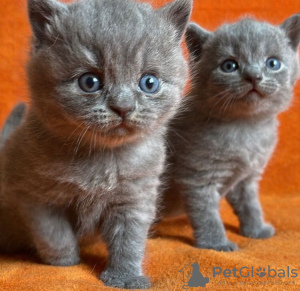 Photo №1. british shorthair - à vendre en ville de Berlin | 473€ | Annonce № 89822