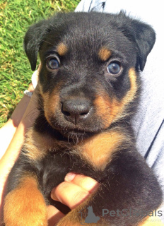 Photo №4. Je vais vendre rottweiler en ville de Alabama Shores. éleveur - prix - 1275€