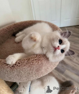 Photo №1. ragdoll - à vendre en ville de Munich | 480€ | Annonce № 159052