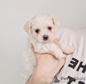 Photo №4. Je vais vendre bichon maltais en ville de Charleston. annonce privée - prix - 284€