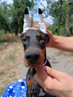 Photo №2 de l'annonce № 112793 de la vente dobermann - acheter à Serbie 