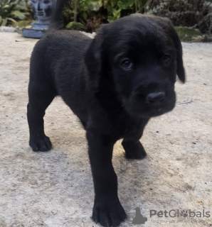 Photos supplémentaires: Labradoodles