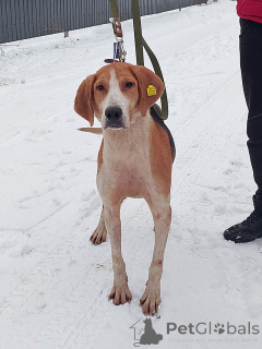 Photo №1. chien russe - à vendre en ville de Moskova | Gratuit | Annonce №165908