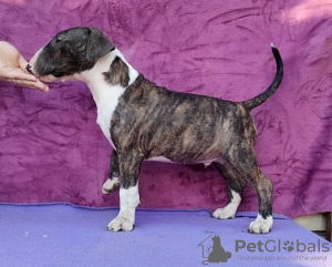 Photos supplémentaires: Chiots Bull Terrier Standard