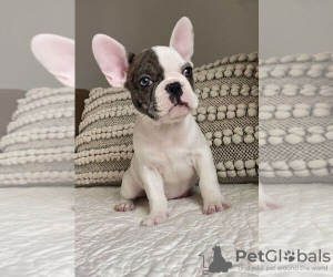 Photo №1. bouledogue - à vendre en ville de Sydney | négocié | Annonce №108834