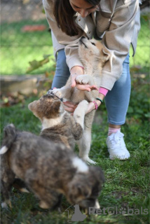 Photo №4. Je vais vendre  en ville de Kruševac. annonce privée - prix - négocié