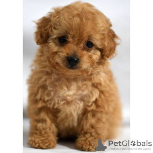 Photo №3. CHIOT CANICHE DISPONIBLE. USA