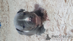 Photo №4. Je vais vendre american staffordshire terrier en ville de Vinnitsa. annonce privée, de la fourrière, éleveur - prix - négocié