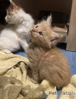 Photo №1. maine coon - à vendre en ville de Bordeaux | Gratuit | Annonce № 175322