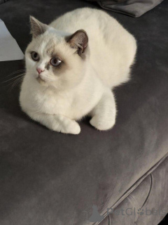 Photo №1. british shorthair - à vendre en ville de Affalterbach | 230€ | Annonce № 147275