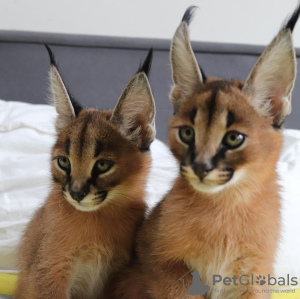 Photo №2 de l'annonce № 96656 de la vente caracal - acheter à USA éleveur