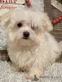 Photo №3. Adorables chiots maltais mâles et femelles à vendre. USA