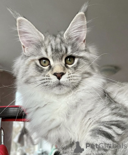 Photo №2 de l'annonce № 163172 de la vente maine coon - acheter à Allemagne éleveur