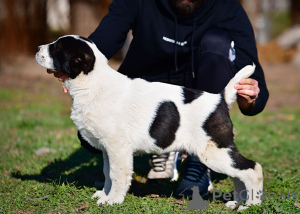 Photo №4. Je vais vendre berger d'asie centrale en ville de Stari Banovci. annonce privée - prix - négocié