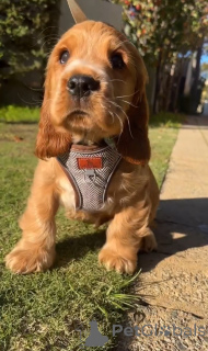Photo №1. cocker spaniel anglais - à vendre en ville de Alavus | 630€ | Annonce №167786