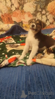 Photo №3. Un petit chiot charismatique recherche les stylos les plus gentils!. Fédération de Russie