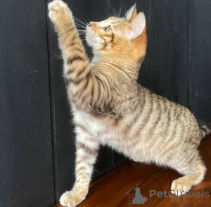 Photo №1. toyger - à vendre en ville de Graz-ragnit | 350€ | Annonce № 171180