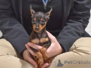Photo №4. Je vais vendre pinscher miniature en ville de Stans.  - prix - négocié