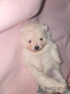 Photo №2 de l'annonce № 161706 de la vente  - acheter à Belgique annonce privée