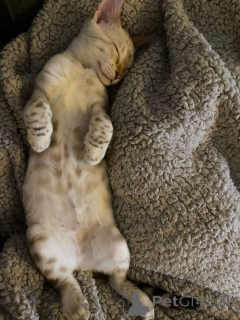 Photo №3. De magnifiques chatons Bengal de race pure à la recherche d'un foyer pour. Allemagne