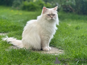 Photo №1. ragdoll - à vendre en ville de Alingsq | négocié | Annonce № 155401