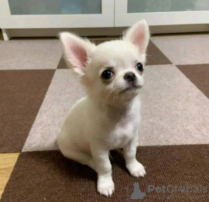 Photo №2 de l'annonce № 131997 de la vente chihuahua - acheter à Pays Bas éleveur