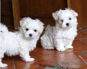 Photo №1. bichon maltais - à vendre en ville de Berlin | négocié | Annonce №115770