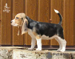 Photo №2 de l'annonce № 11548 de la vente beagle - acheter à Ukraine de la fourrière