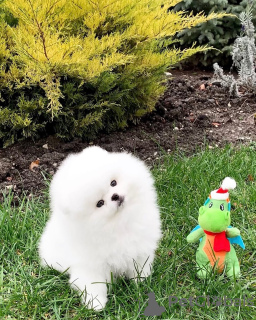 Photo №4. Je vais vendre spitz nain en ville de Bregenz. annonce privée - prix - 404€