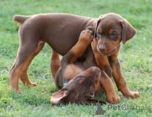 Photo №1. dobermann - à vendre en ville de Paris | 1000€ | Annonce №160956