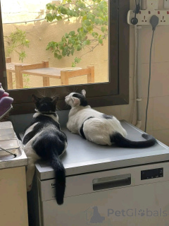 Photo №4. Je vais vendre persan en ville de Helsinki. annonce privée, de l'abri - prix - 550€