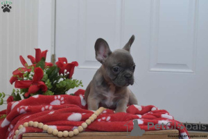 Photo №3. Blue French Bulldog Puppies prêtes pour la nouvelle maison maintenant. USA