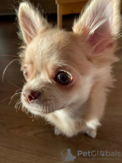 Photo №3. Chihuahua. USA