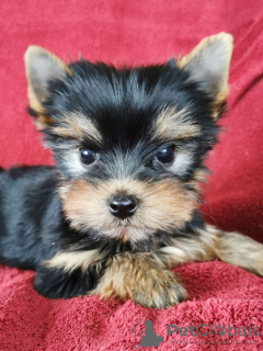 Photo №1. yorkshire terrier - à vendre en ville de Østby | 350€ | Annonce №71828