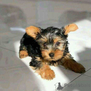 Photo №1. yorkshire terrier - à vendre en ville de Beverly Hills | 484€ | Annonce №174338