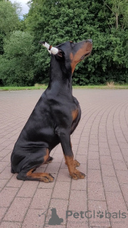 Photos supplémentaires: chiot dobermann