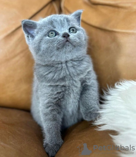 Photo №2 de l'annonce № 90828 de la vente british shorthair - acheter à Allemagne annonce privée