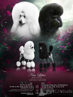 Photo №1. caniche royale - à vendre en ville de Zrénjanin | négocié | Annonce №148953