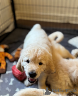 Photo №3. Chiots Lilas Merle et Chow Chow Lilas à vendre. Georgia