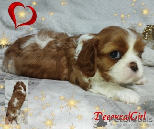 Photos supplémentaires: CHIOTS Épagneul Cavalier King Charles