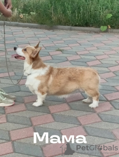 Photos supplémentaires: Chiots Welsh Corgi Pembroke