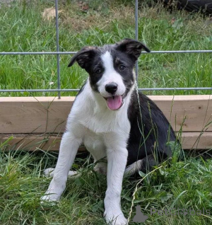 Photo №2 de l'annonce № 175980 de la vente border collie - acheter à Allemagne annonce privée