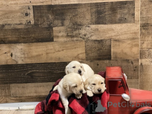 Photo №2 de l'annonce № 135426 de la vente golden retriever - acheter à La Grande-Bretagne annonce privée, éleveur