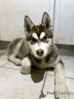 Photo №2 de l'annonce № 162731 de la vente husky de sibérie - acheter à La finlande éleveur